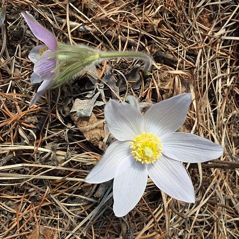 Pulsatilla nuttalliana unspecified picture