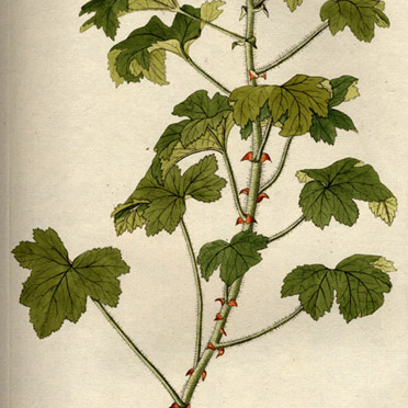 Pelargonium ribifolium unspecified picture