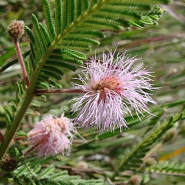 Mimosa foliolosa unspecified picture