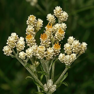 Helichrysum rugulosum unspecified picture