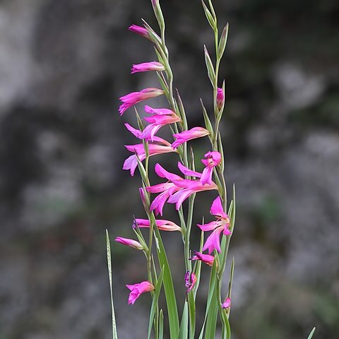 Gladiolus micranthus unspecified picture