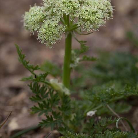 Cnidium cnidiifolium unspecified picture