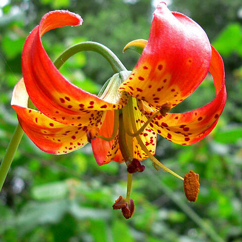 Lilium pardalinum subsp. pitkinense unspecified picture