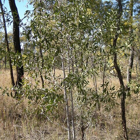 Psydrax oleifolius unspecified picture