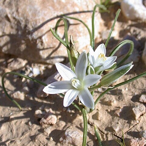 Ornithogalum unspecified picture