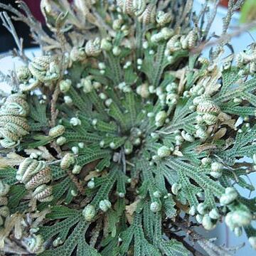 Selaginella lepidophylla unspecified picture