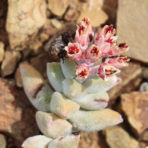 Crassula deltoidea unspecified picture