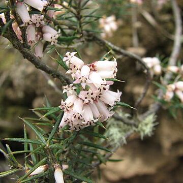 Lissanthe strigosa unspecified picture