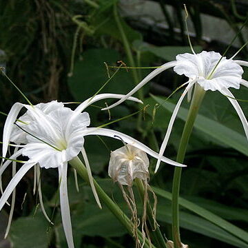 Hymenocallis unspecified picture