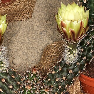 Echinocereus papillosus unspecified picture