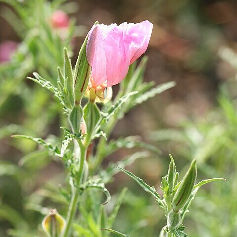 Oenothera tetraptera unspecified picture