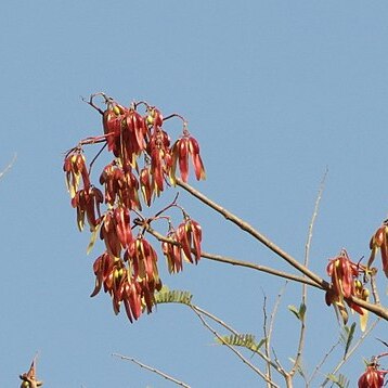 Pterocymbium tinctorium unspecified picture