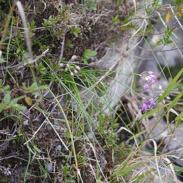 Allium kiiense unspecified picture