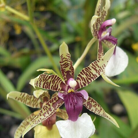 Oncidium hastilabium unspecified picture