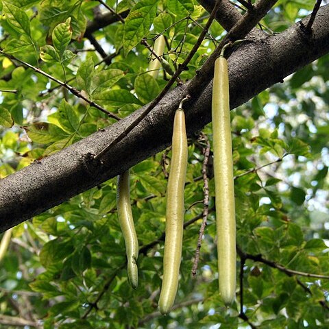 Parmentiera cereifera unspecified picture