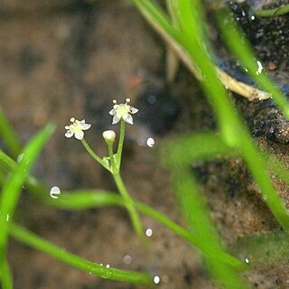 Lilaeopsis brasiliensis unspecified picture