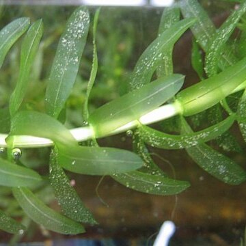 Elodea densa unspecified picture