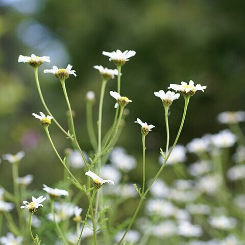 Tanacetum punctatum unspecified picture