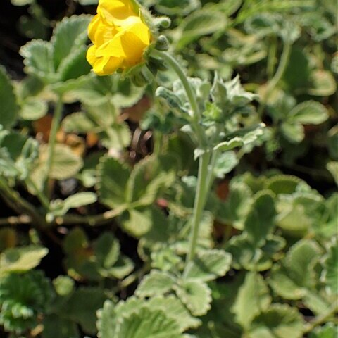 Potentilla argyrophylla unspecified picture