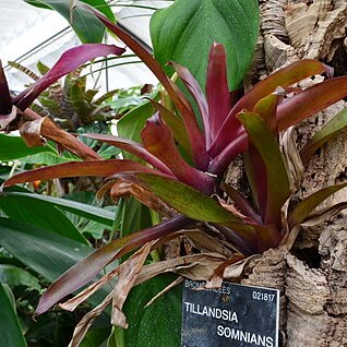 Tillandsia somnians unspecified picture