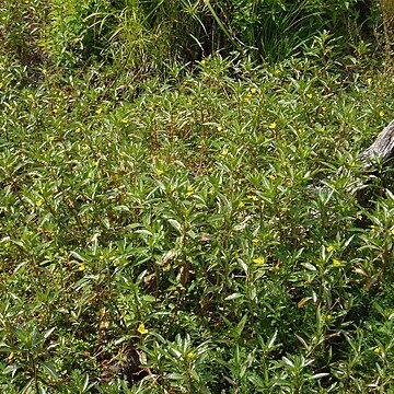 Ludwigia peploides subsp. montevidensis unspecified picture