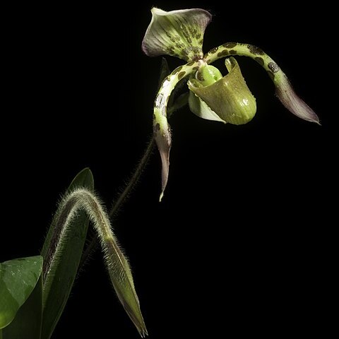 Paphiopedilum haynaldianum unspecified picture