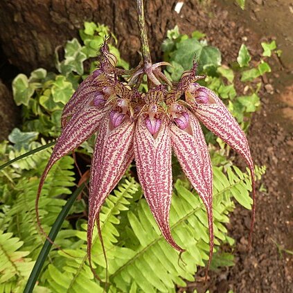 Bulbophyllum rothschildianum unspecified picture