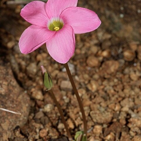 Oxalis commutata unspecified picture