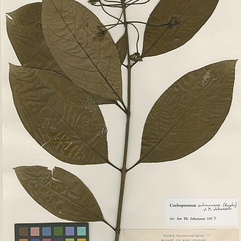 Coelospermum salomoniense unspecified picture