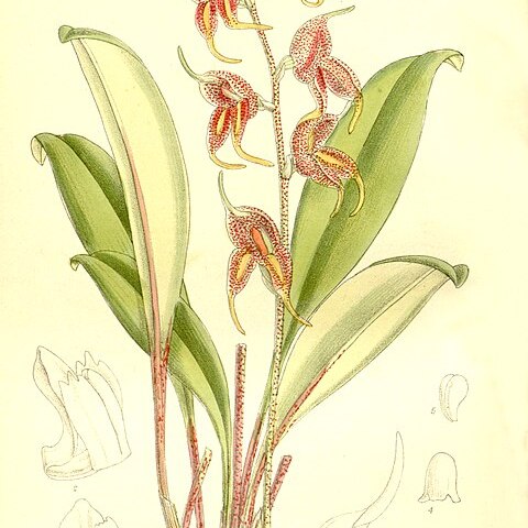 Masdevallia pachyura unspecified picture