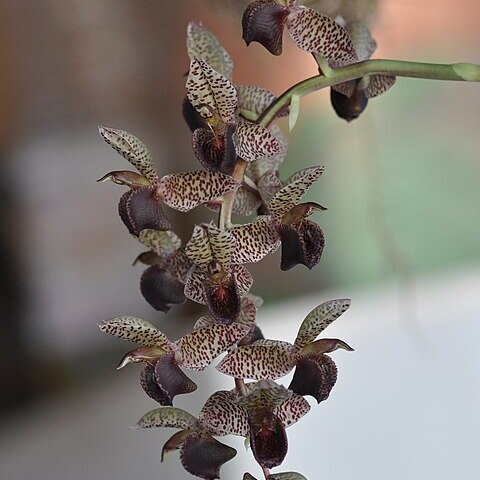 Catasetum complanatum unspecified picture