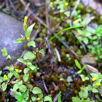 Erythranthe breviflora unspecified picture