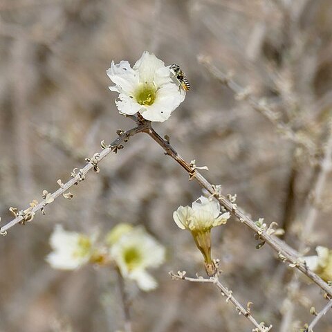 Rhigozum trichotomum unspecified picture