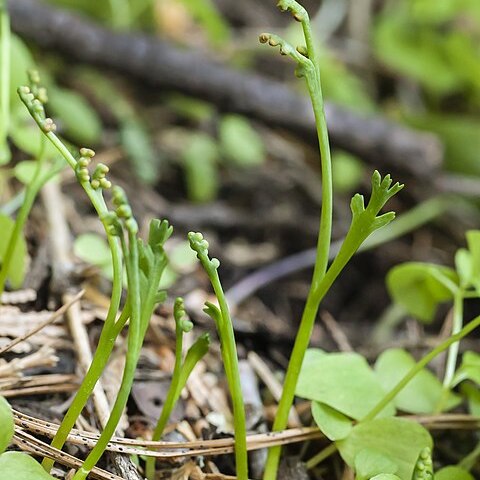 Botrychium montanum unspecified picture