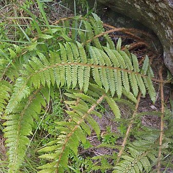 Polystichum bonseyi unspecified picture