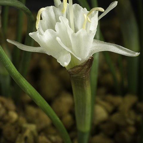 Narcissus albicans unspecified picture