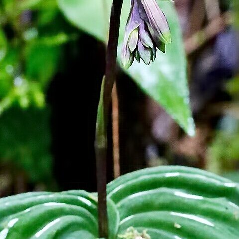 Monophyllorchis microstyloides unspecified picture