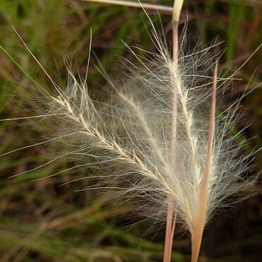 Andropogon eucomus unspecified picture