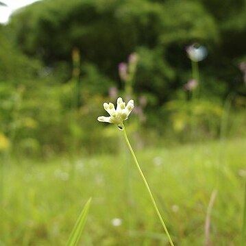 Burmannia capitata unspecified picture