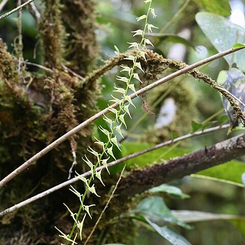 Stelis anolis unspecified picture