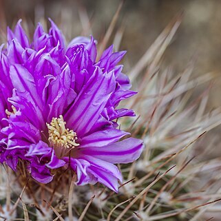 Stenocactus vaupelianus unspecified picture