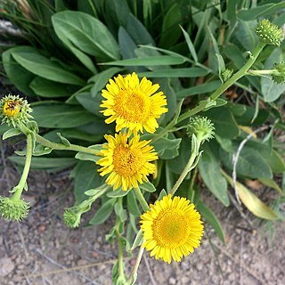 Inula aucheriana unspecified picture