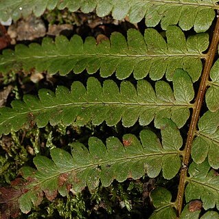 Dryopteris ludoviciana unspecified picture