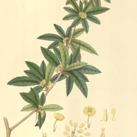 Berberis wallichiana unspecified picture