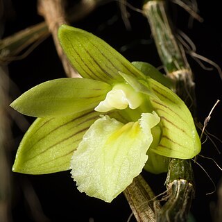 Dendrobium reypimentelii unspecified picture