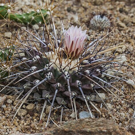 Thelocactus tulensis unspecified picture