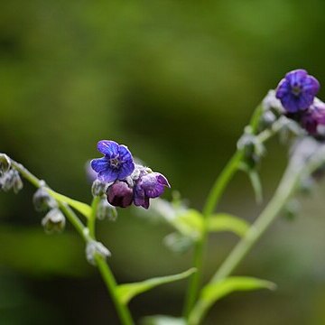 Cynoglossum microglochin unspecified picture