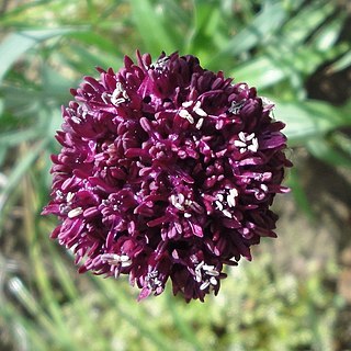 Allium cardiostemon unspecified picture