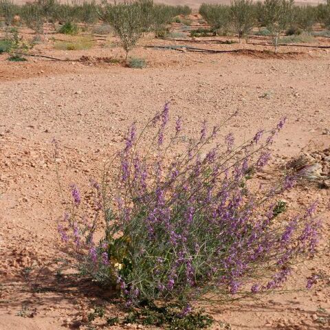 Matthiola maroccana unspecified picture