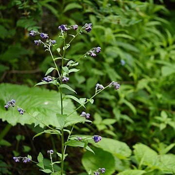 Cynoglossum microglochin unspecified picture